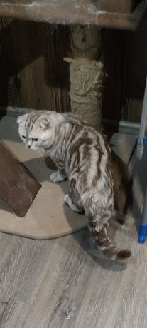 Вязка. Вислоухий шотладский красавец кот ждёт дам. Имеет родословную к