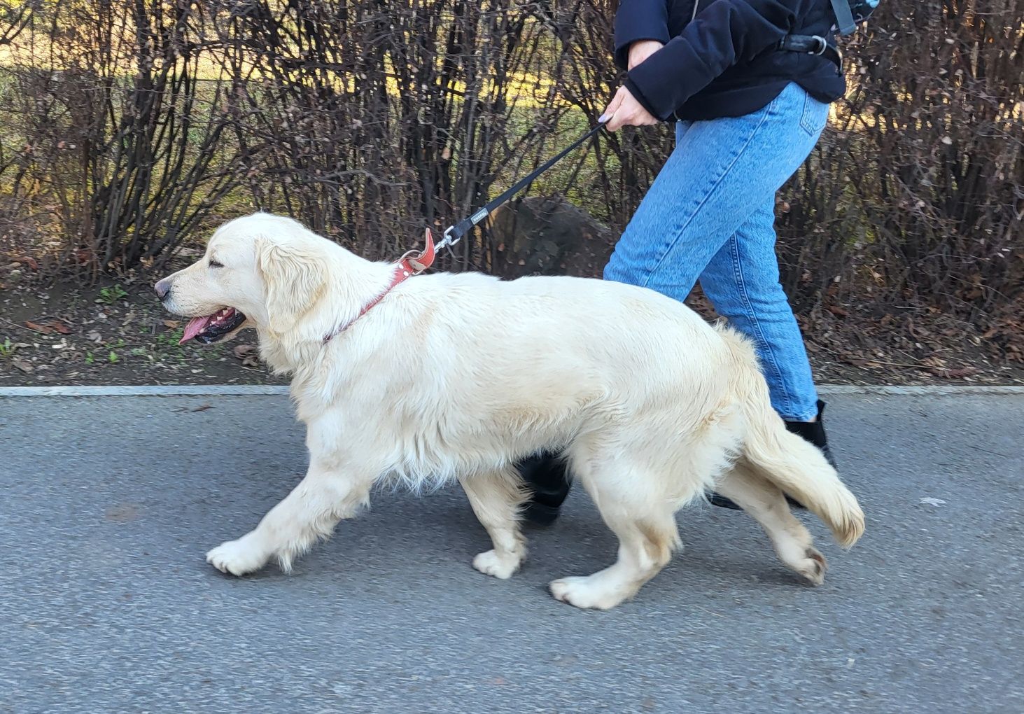 Golden retriever femelă