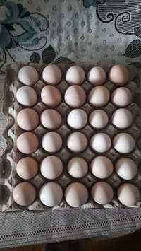 Продам яйцо инкубационное брамы кохов арауканов доминантов русской