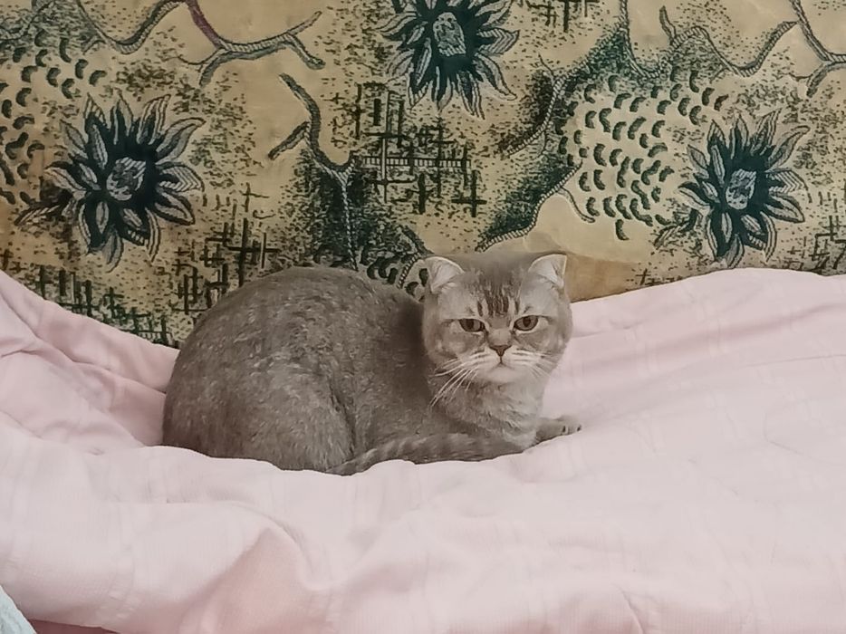 Британец короткошерстный шиншила