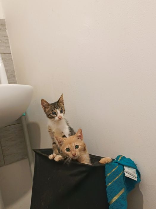 Отдам котят в добрые руки