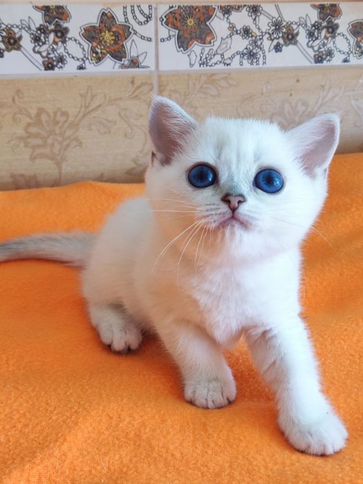 British shorthair NS 11 33   femela.