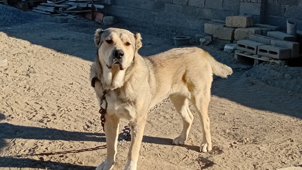 Продаётся собака