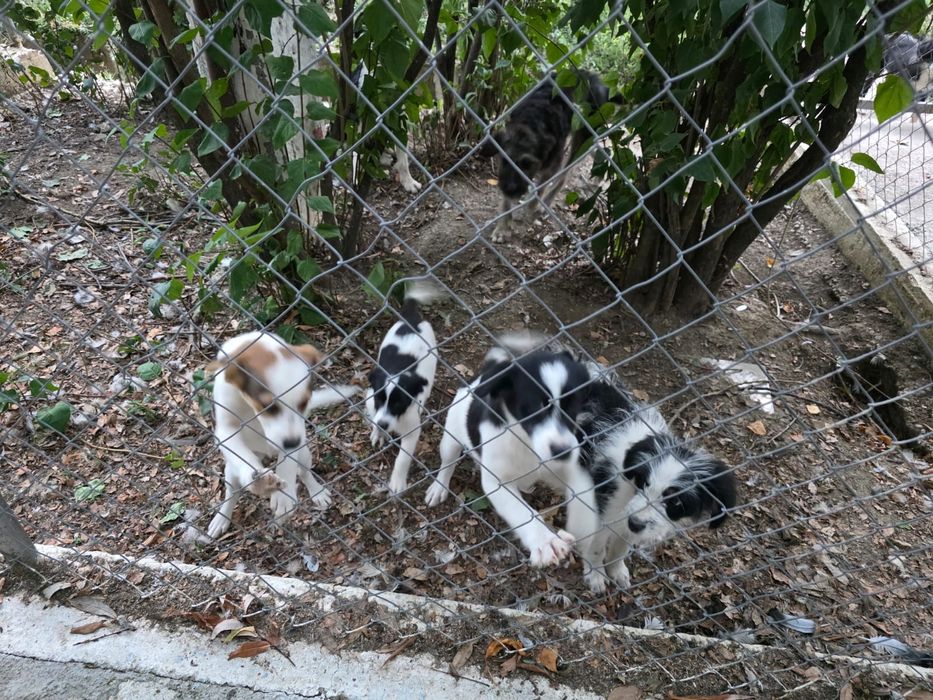 Cățeluși spre adopție, pui, de toate rasele