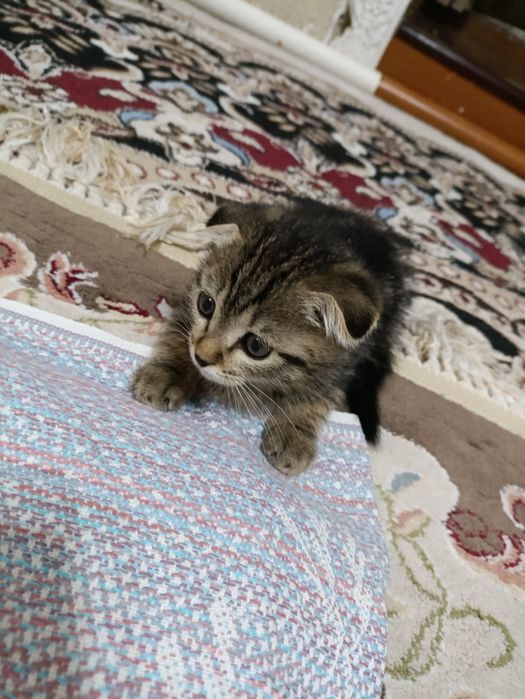 Продаётся британская кошка