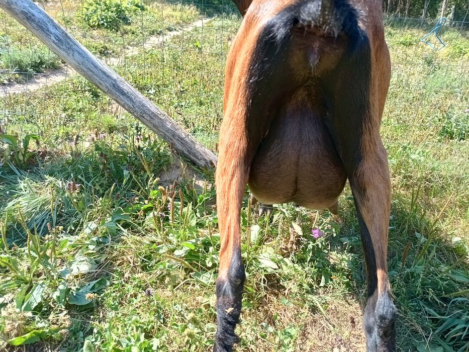 Capra alpina franceza