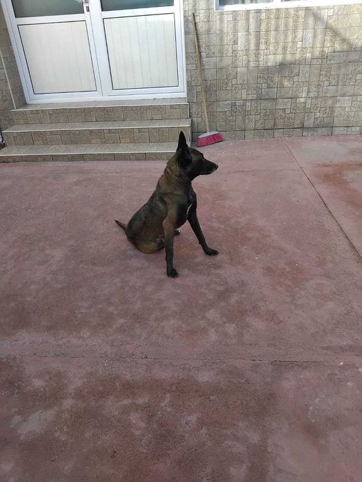 Белгиска овчарко malinois  k9