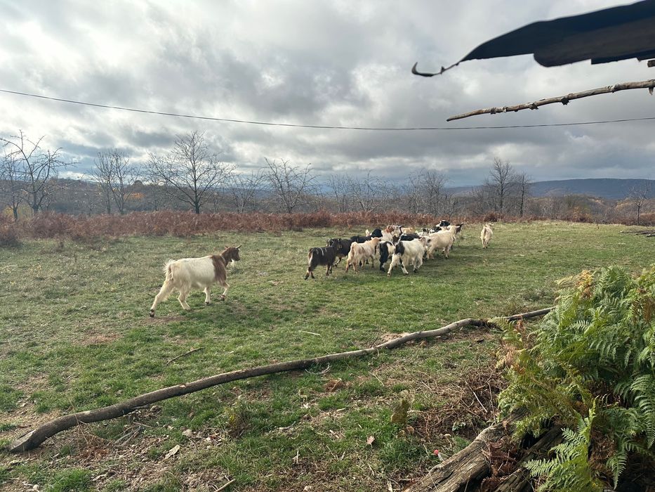 Vând la pachet oi și capre