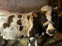 vaca de vânzare !