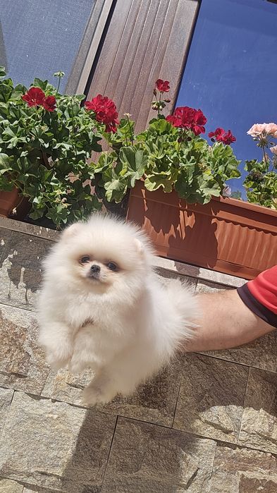 Мини Померан момче