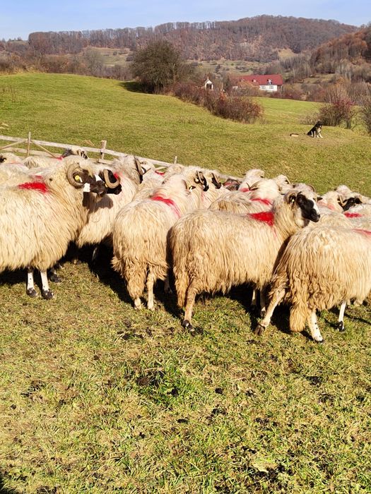 Disponibile oi breze