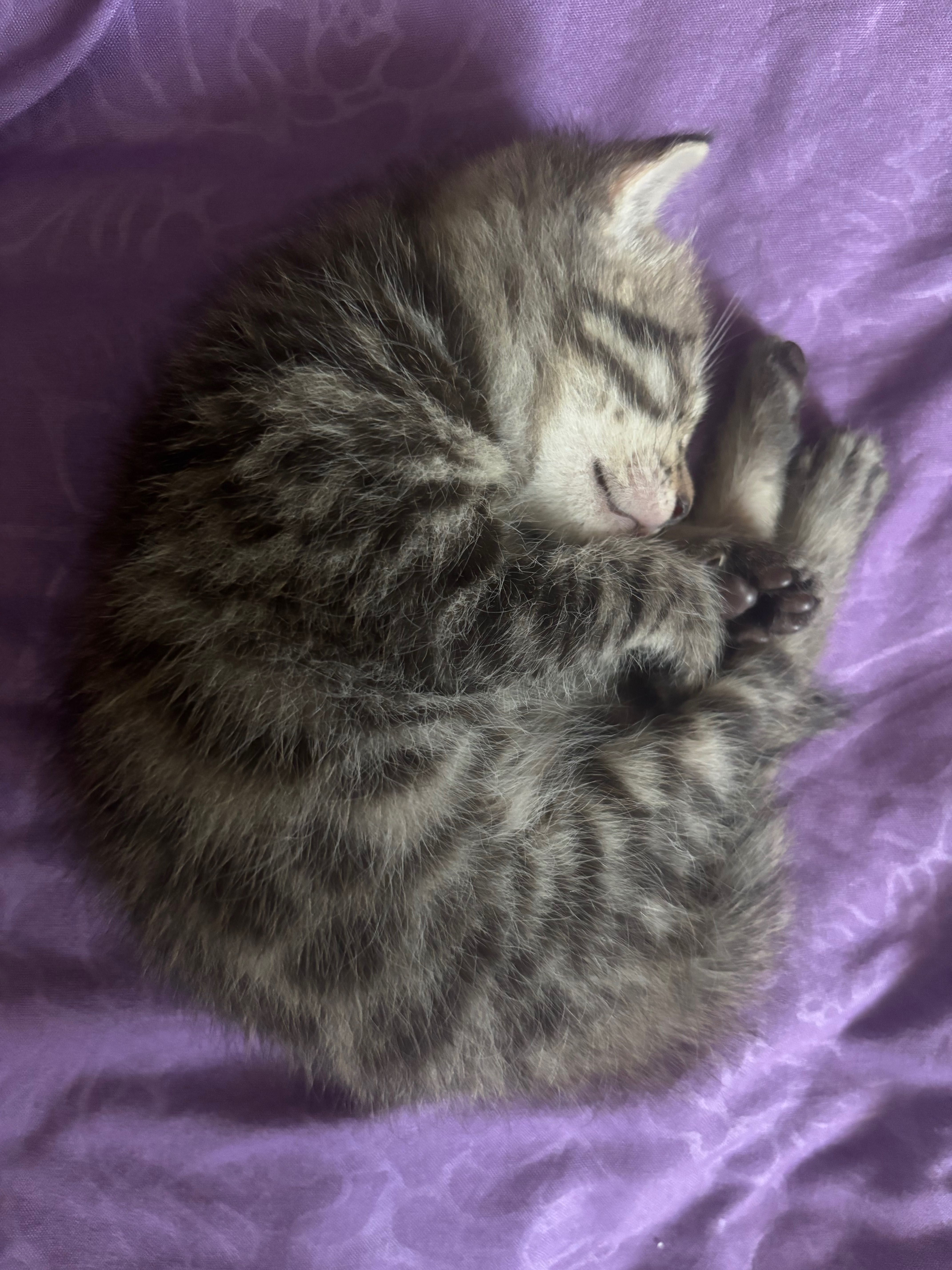 Котенок умный  породистый