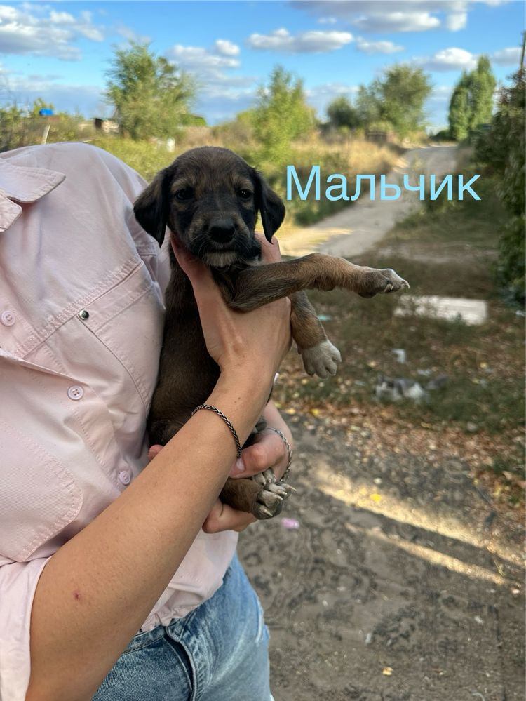 Щенята бесплатно