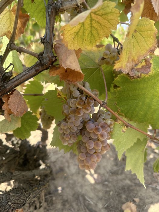 Struguri pentru vin vita nobila!!