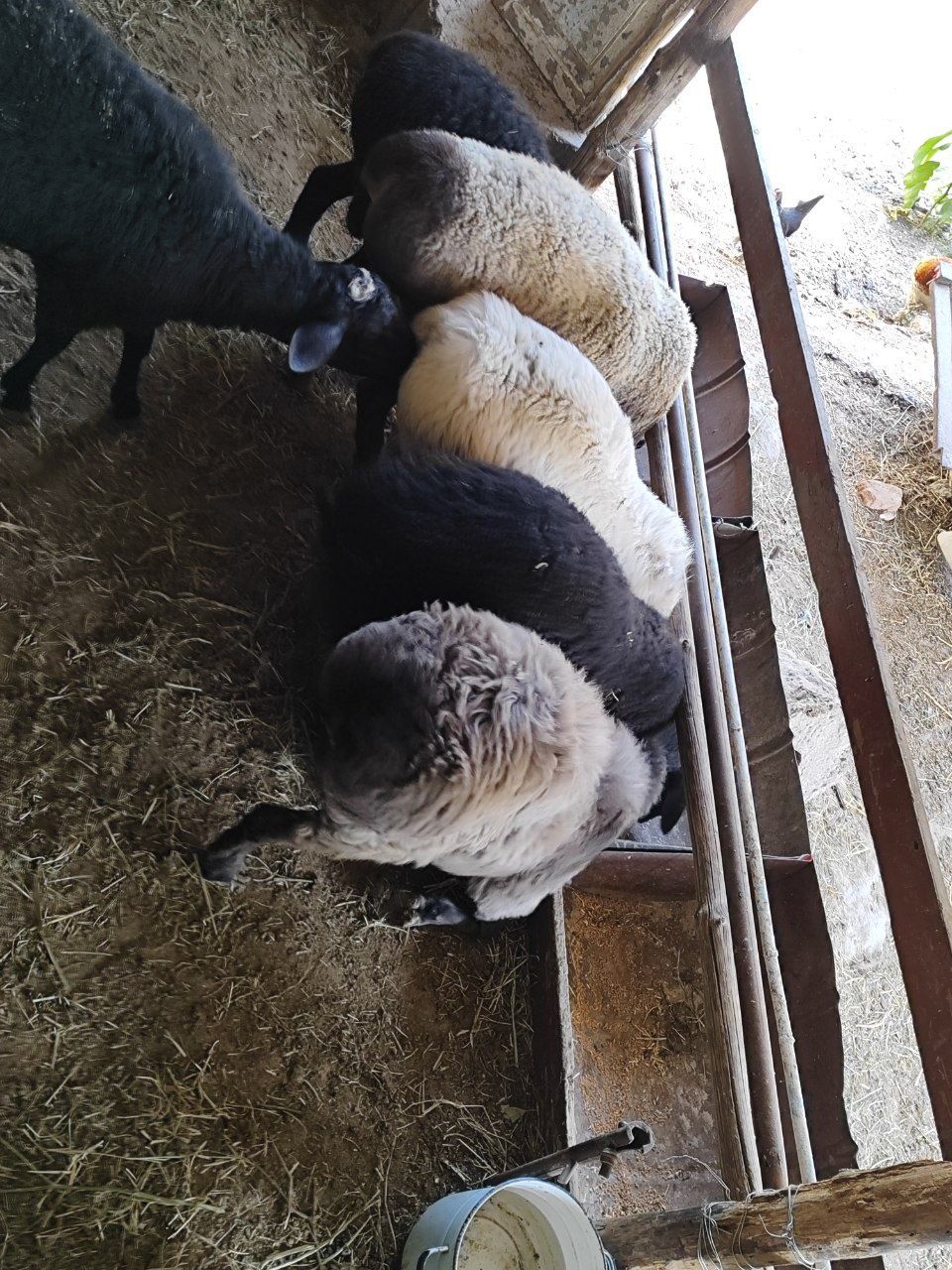 Qo'chqorlar sotiladi  7tasi ham