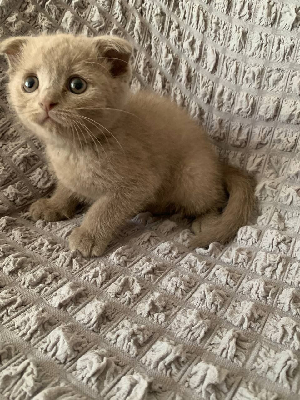 Scottish fold mushuk