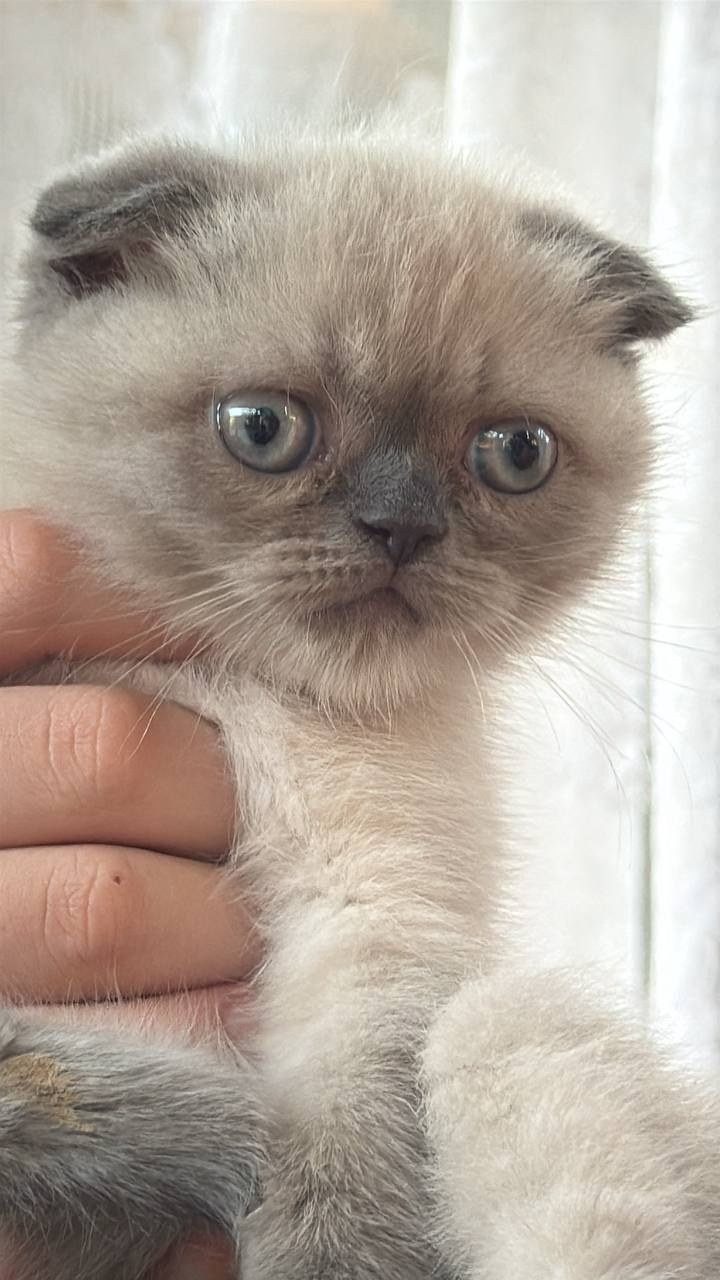 Мушукча скоттиш фолд
