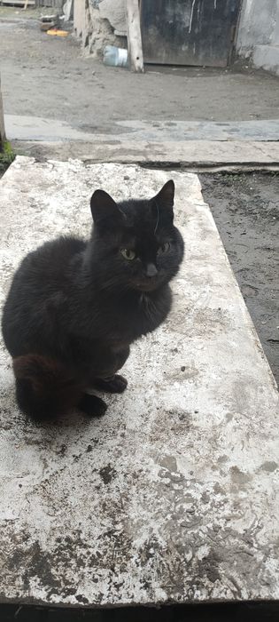 Отдам не обычного кота