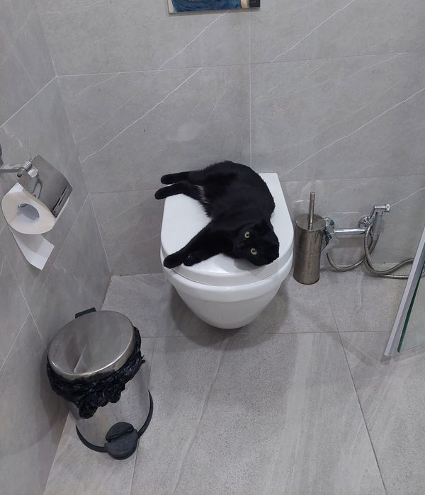 Кошка кастрированная скоттиш фолд