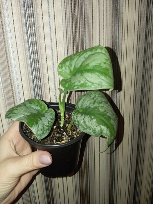 Продам Сциндапсус и Эпипремнум