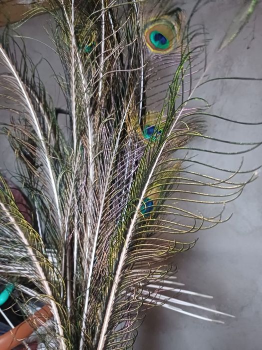 перья Павлина, красивые чистые в достаточном количистве