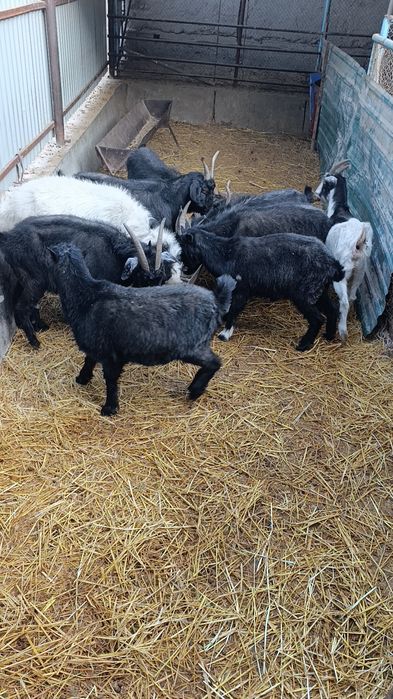 Хонаки эчкилар сотилади. 2 тадан тугади