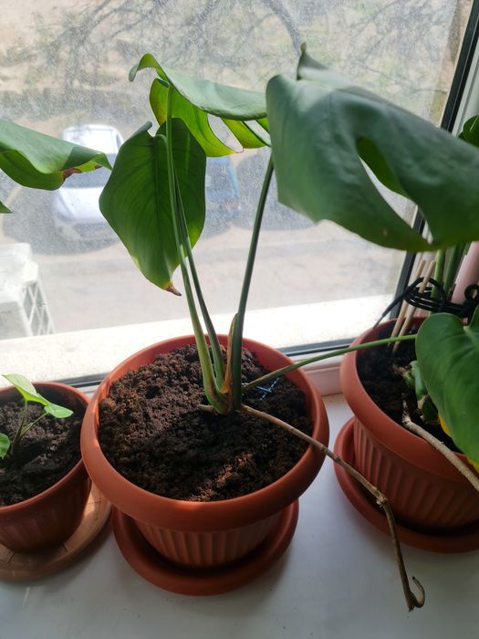 Продам монстеру ..