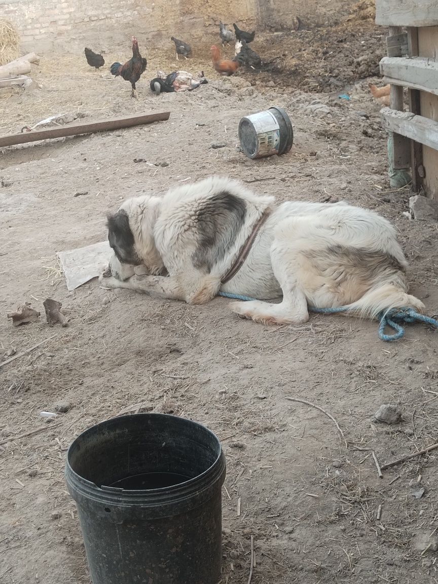 Alabay kuchik 1 yoshda 70 kg erkak