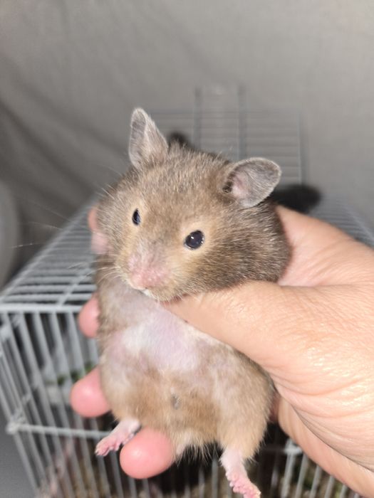 Сирийский хомяки с клеткой