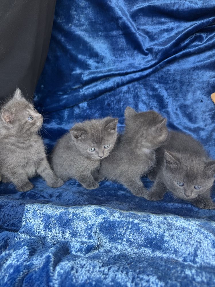 Продам британских котят!