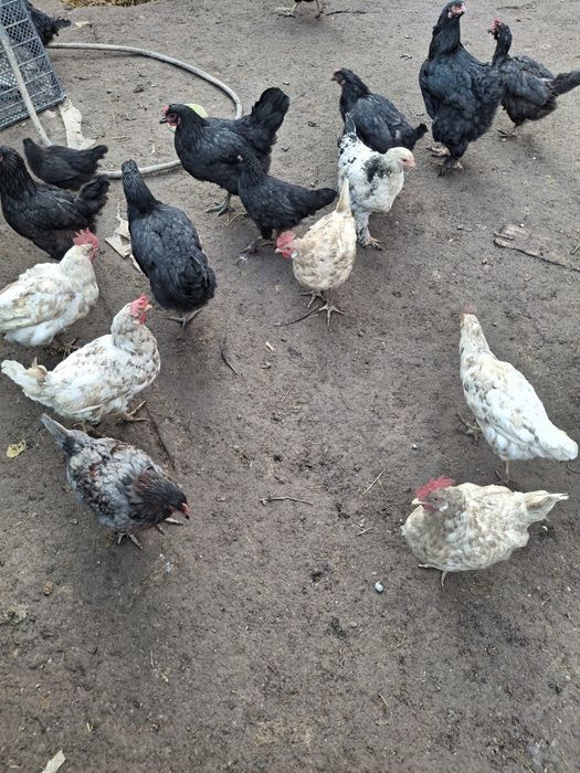 Damashniy tovula 10 11 12 oyli aralash soglom