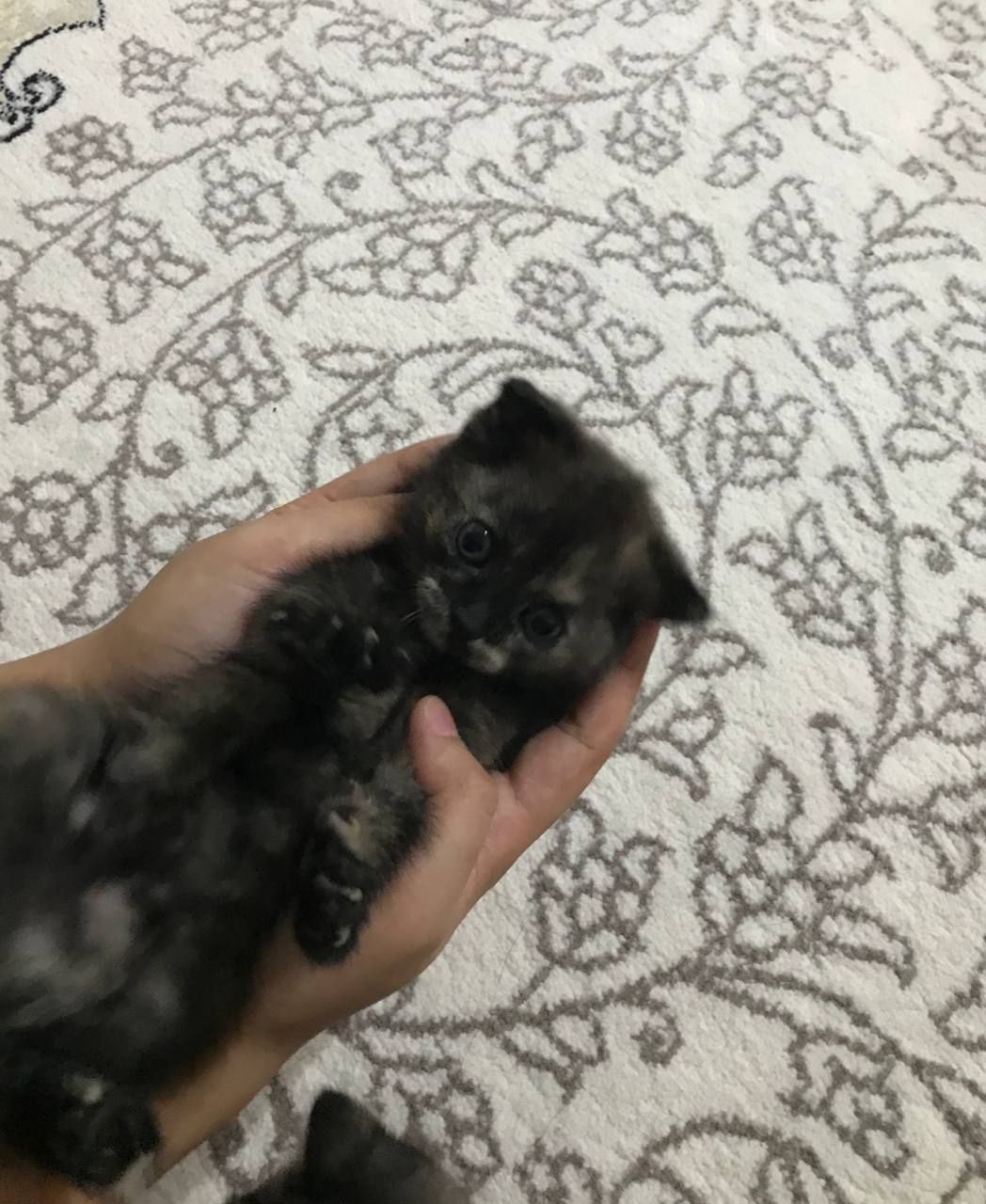 породистые кошки