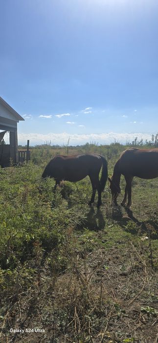 Продам лошадь за 450 000