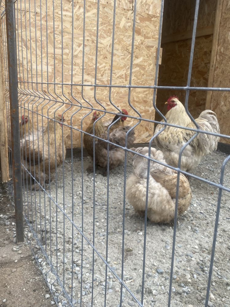 Familie cochinchina urias