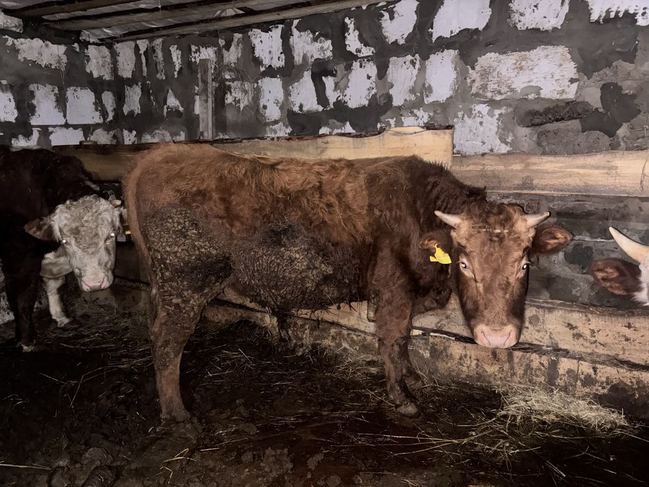 Бұқа сатамын , продам бык