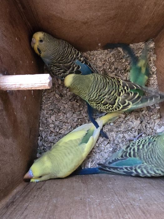 Perusi perusi perusi