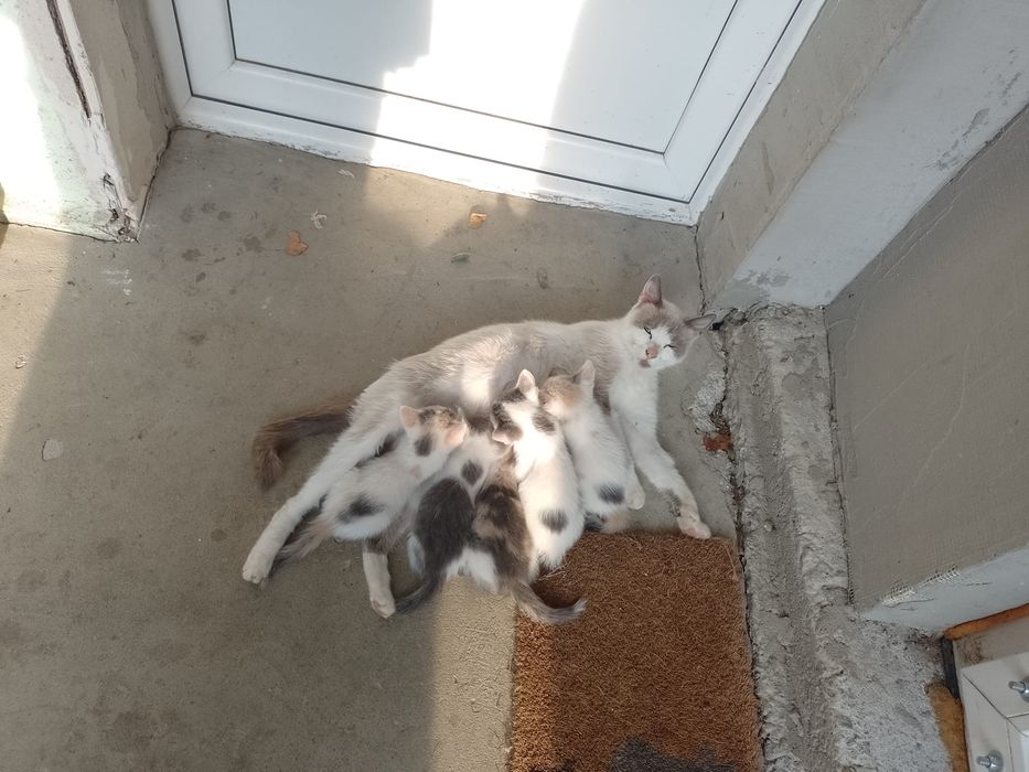 Cinci pisicuțe pisici
