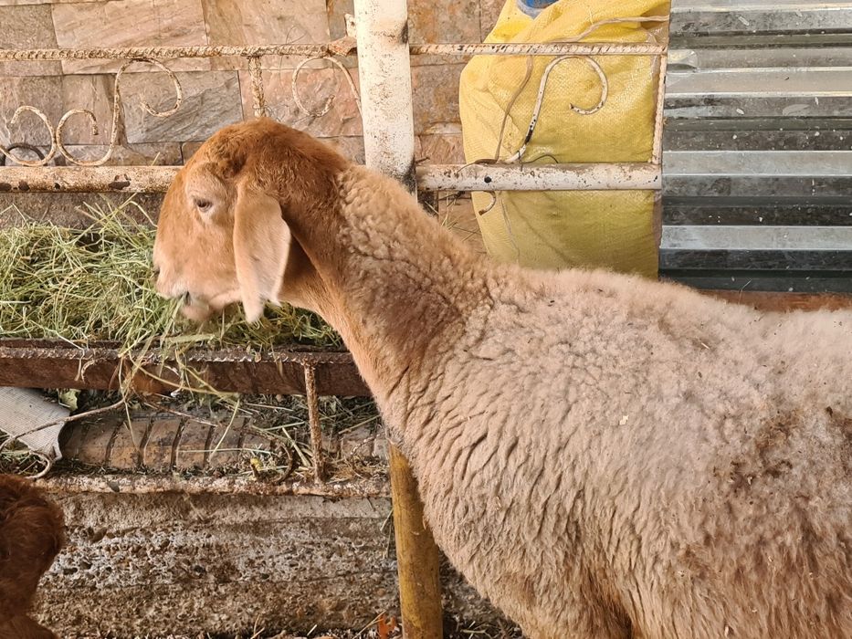 Ona bacha arashan tez sotiladi  bachaso tagalcha