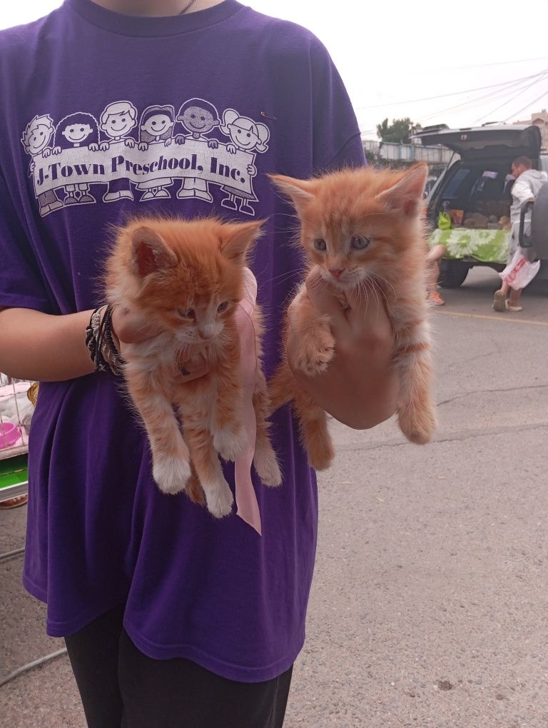 Продам котят мейнкуна