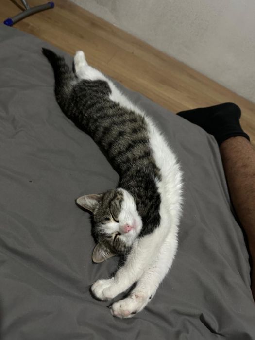 отдам кошку в хорошие руки