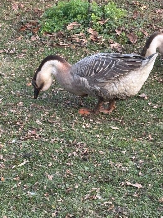 Gâscan Leșesc 2025