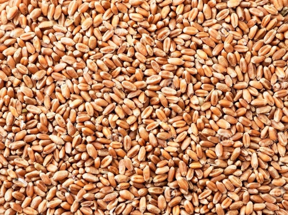Пшеница продается