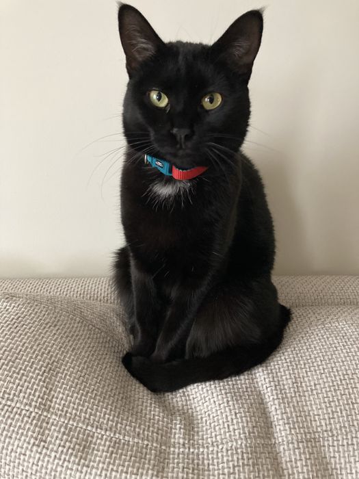 Подарявам котка на 3.5 години