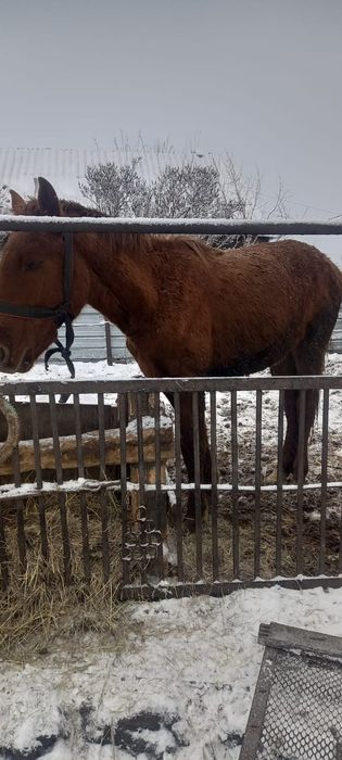 Продам крупно -  рогатый и мелкорогатый скот, лошадь.