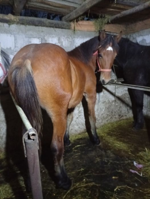 Vând manz semi greu 1 an