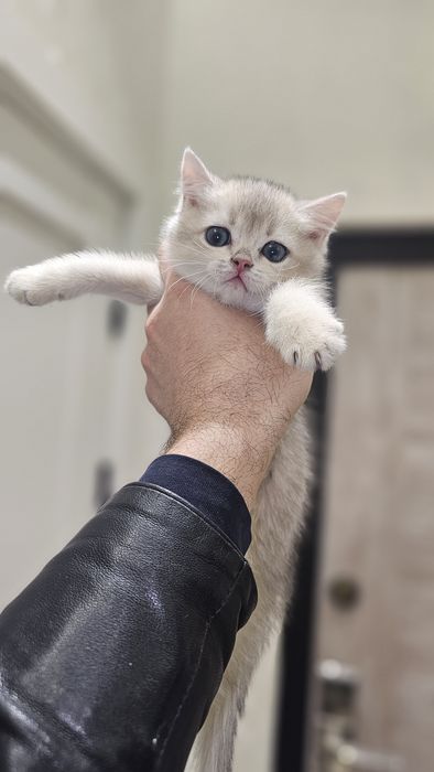 Британская золотая шиншила продаётся