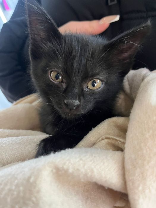 Котенок в добрые руки