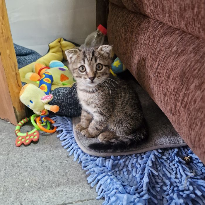 Котята в поиске дома