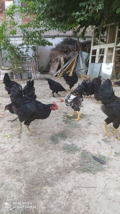 Продаются петухи и куры оптом домашние не инкубаторские .
