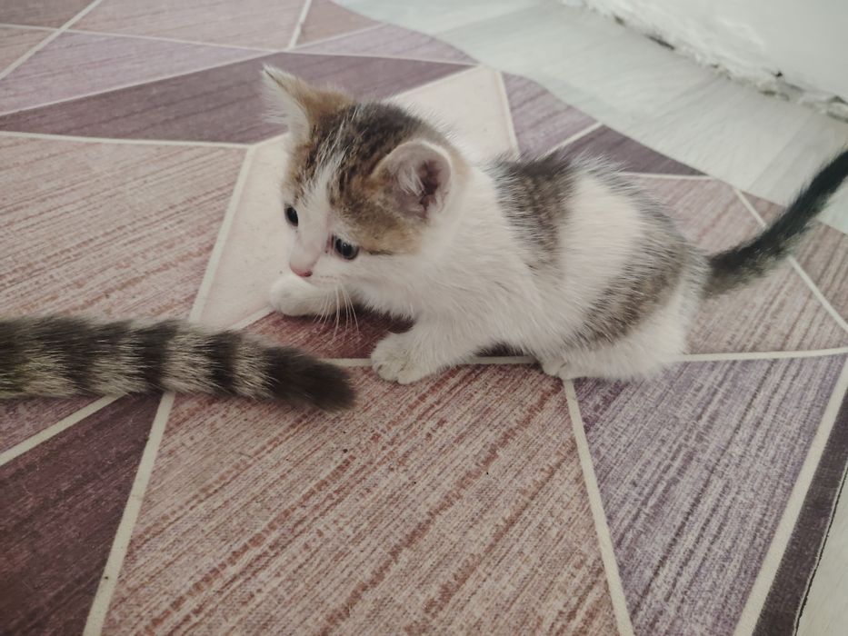 Котята бесплатно